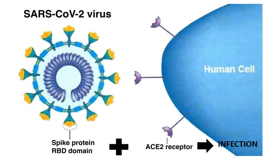 covid19antibodytest